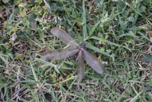 Thousands of bugs were bubbling up out of the ground…you’ll never guess what happened next!