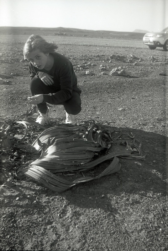 Not Impressed by the Welwitschia