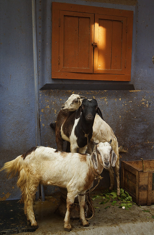 Goats