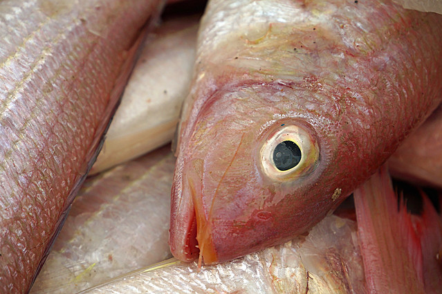 Fish Head