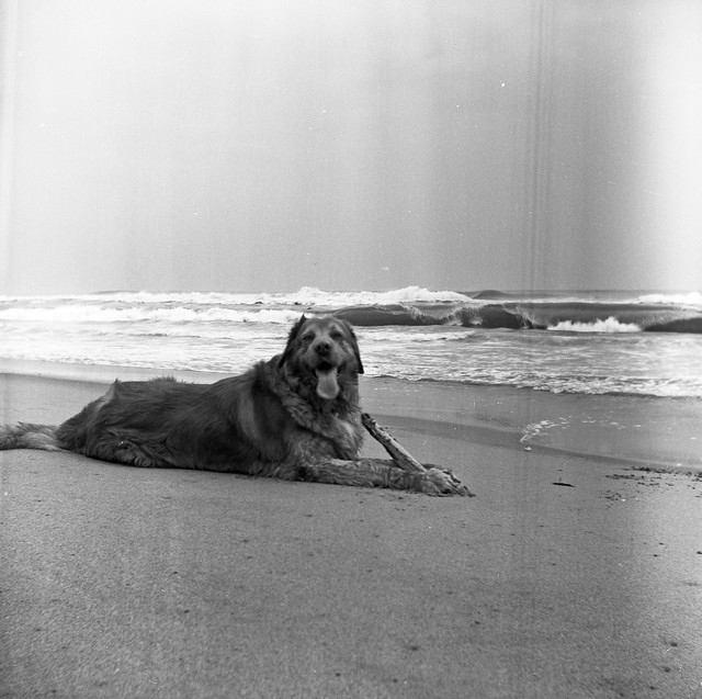 Happy Dog