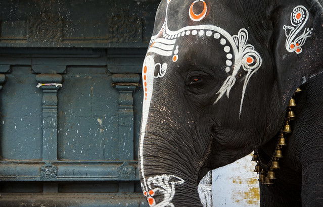 Temple Elephant