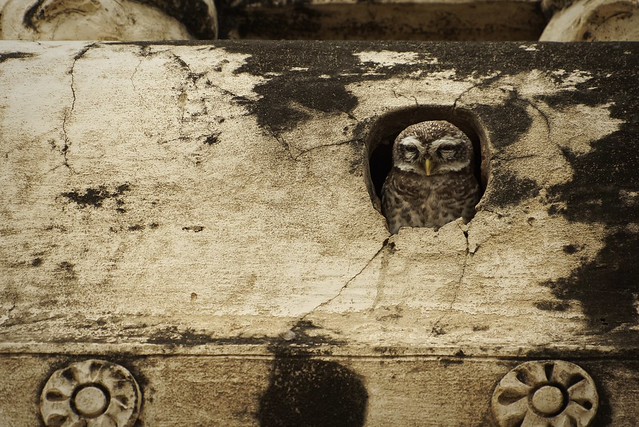 Temple Owl