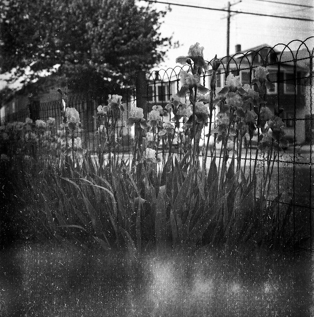 the Garden