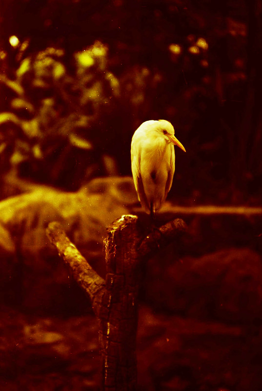 Perch