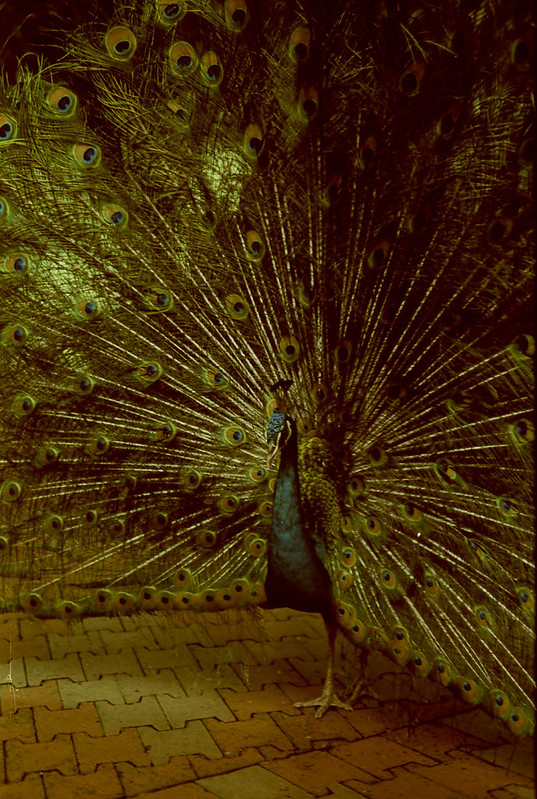 Peafowl