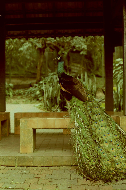 Peafowl