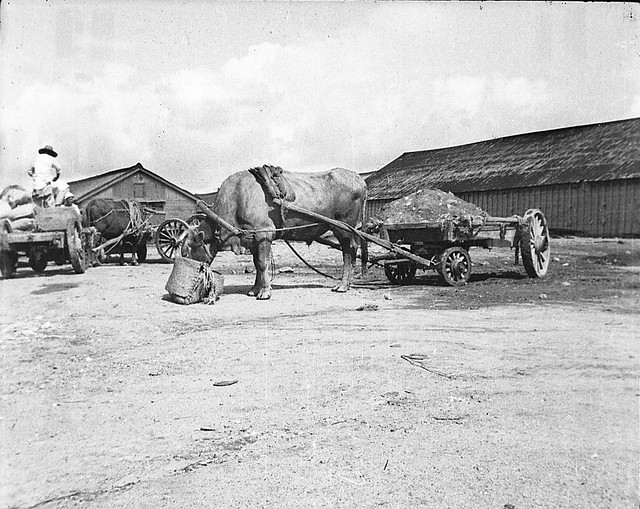 Found Film: Incheon, Korea 1946 roll 1