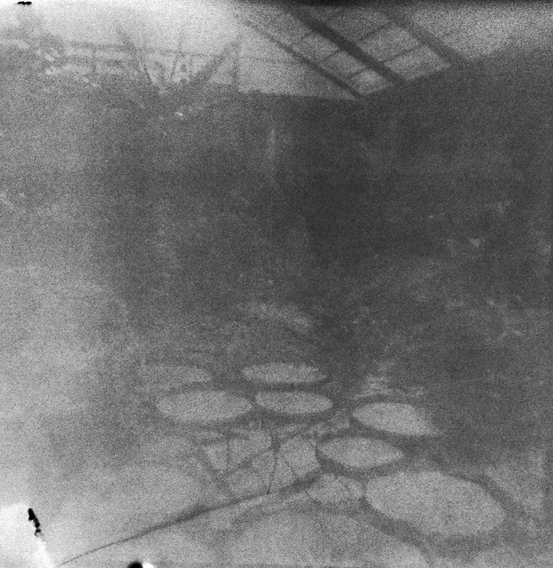Found Film:  Kodacolor-X Trip to Florida