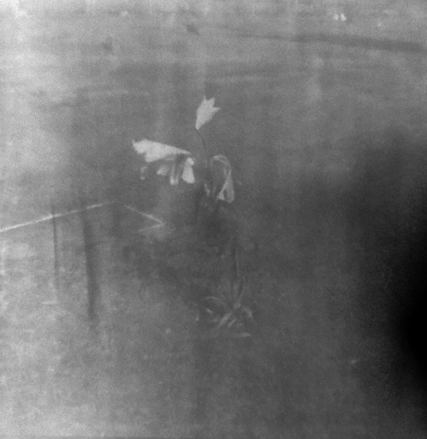 Found Film Brownie Hawkeye
