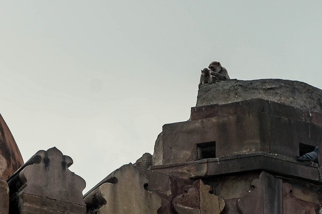 Monkeys