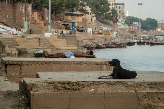 Dog Days of Summer
