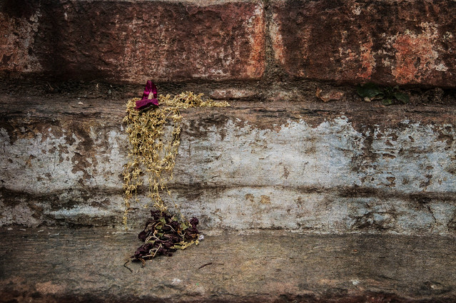 Wilted Flowers