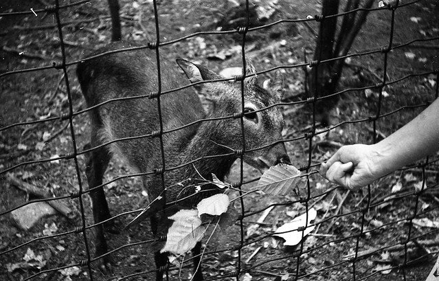 Raymond Albert's Photos - roll 15