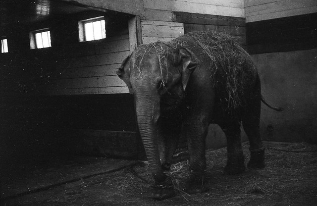 Raymond Albert's Photos - roll 15