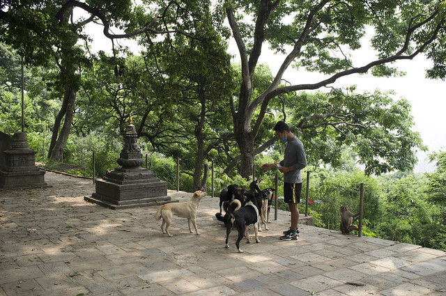 Feeding the Dogs