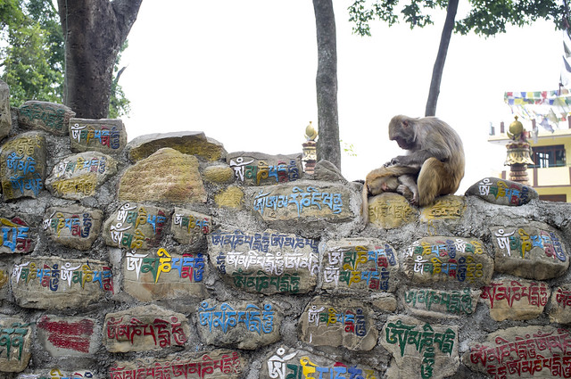 Monkey Temple Monkeys