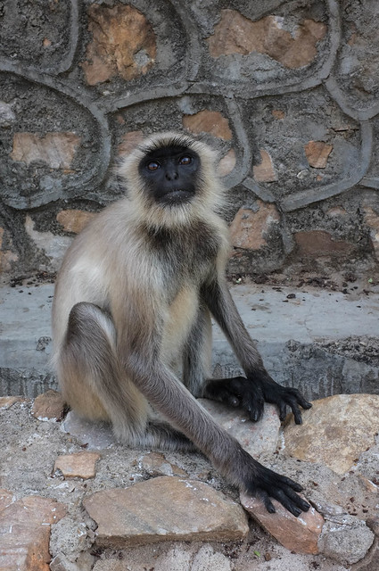 Grey Langur Portrait
