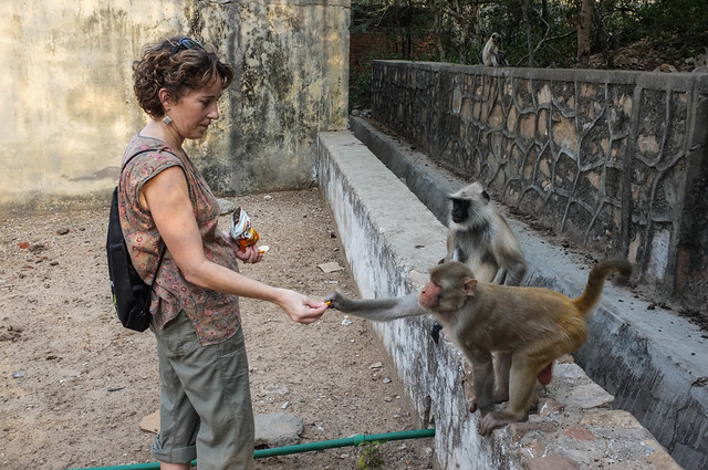 Feeding the Langurs