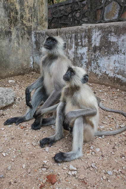 Pair of Grey Langurs
