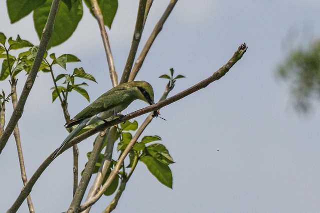 Green Bee-Eater