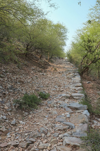 Woody Path