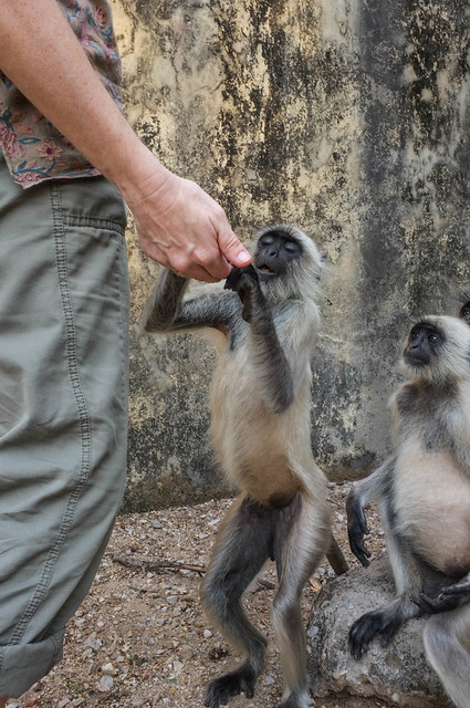 Feeding the Langurs