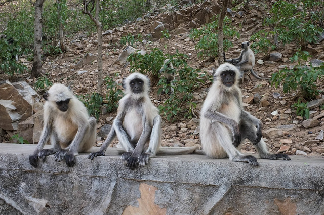 Grey Langurs