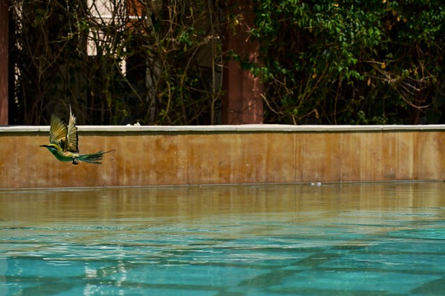 Bee-Eaters Bathing
