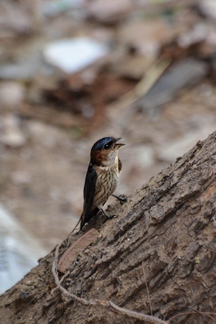 Unidentified Bird