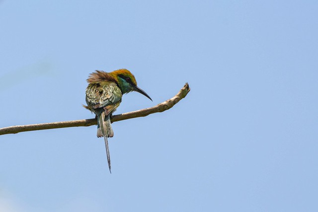 Green Bee-Eater