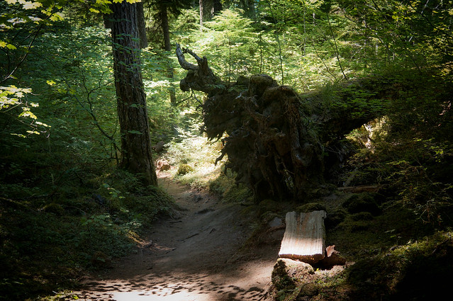 McKenzie Trail