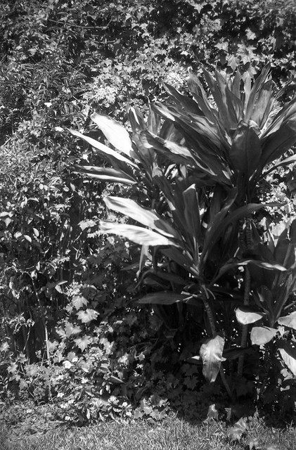 Plants