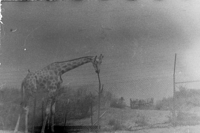Found Film:  35mm Ektachrome