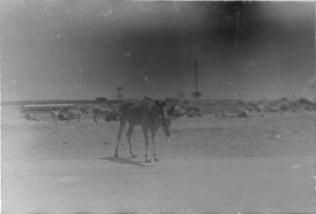 Found Film:  35mm Ektachrome