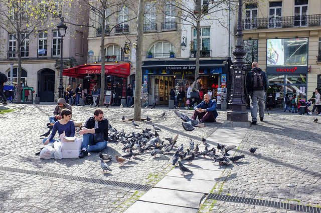 Pigeons