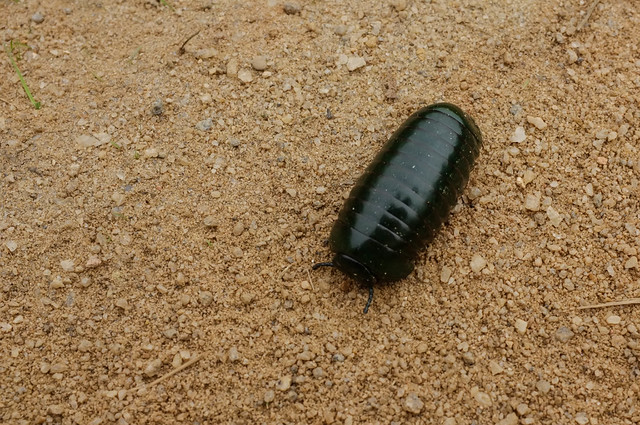 Pill Millipede