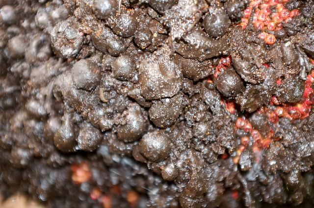 Ant Colony Closeup