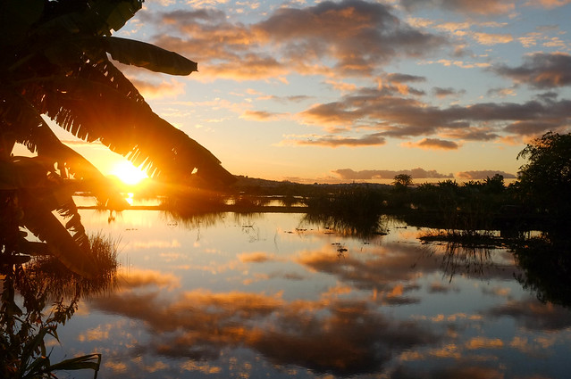 Rice Paddy Sunset