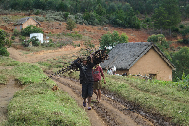 Fetching Wood