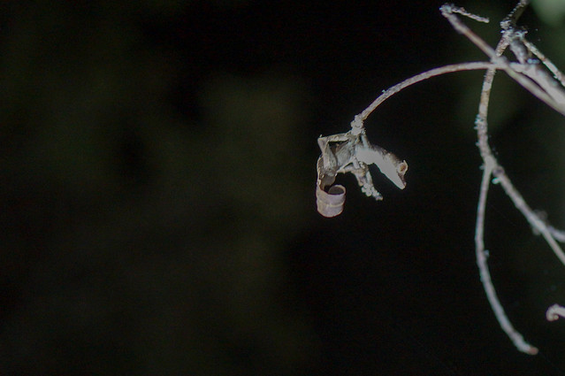 Uroplatus