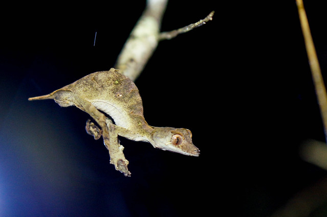 Uroplatus