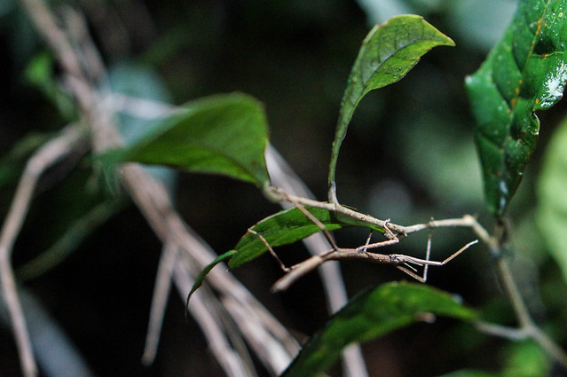 Stick Bug