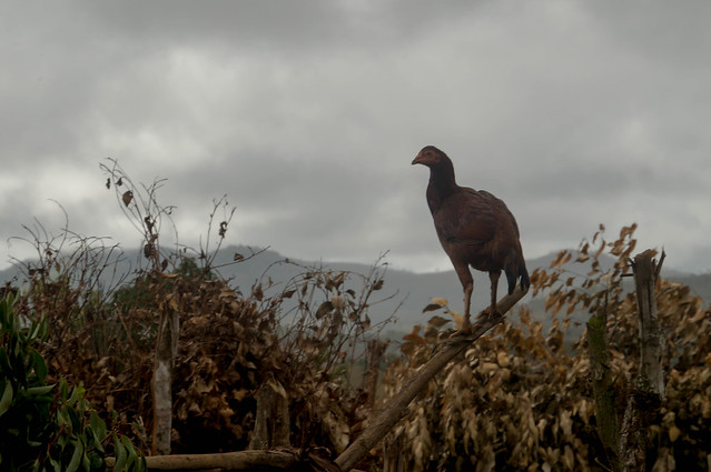 Chicken