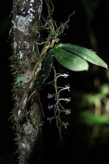 Orchid
