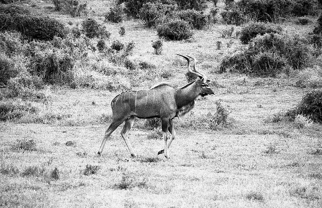 Kudu