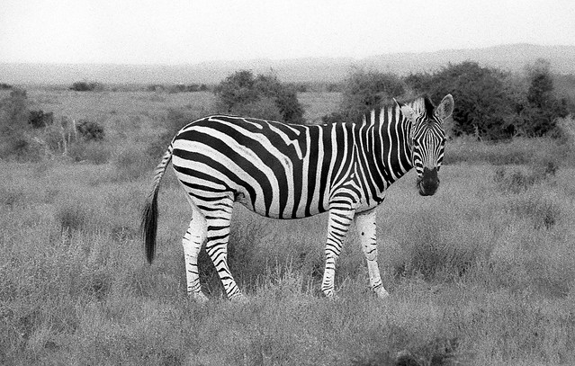 Zebra