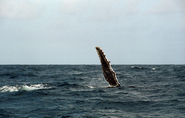 Whale Fin Slap