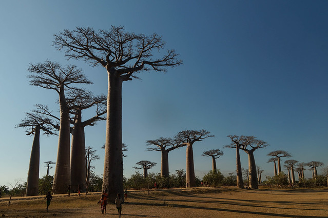 Baobabs
