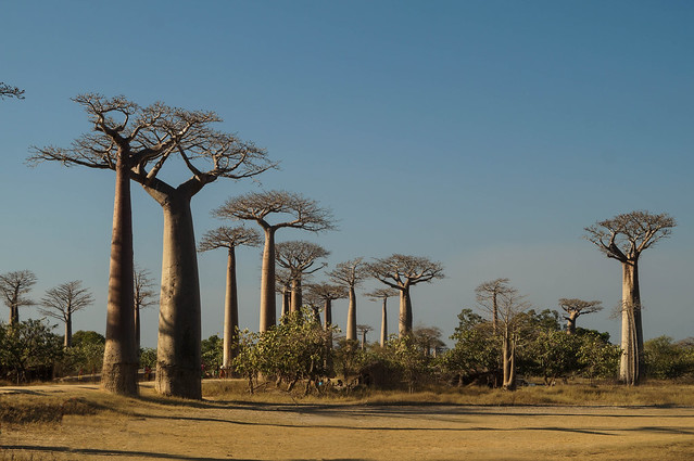 Baobabs